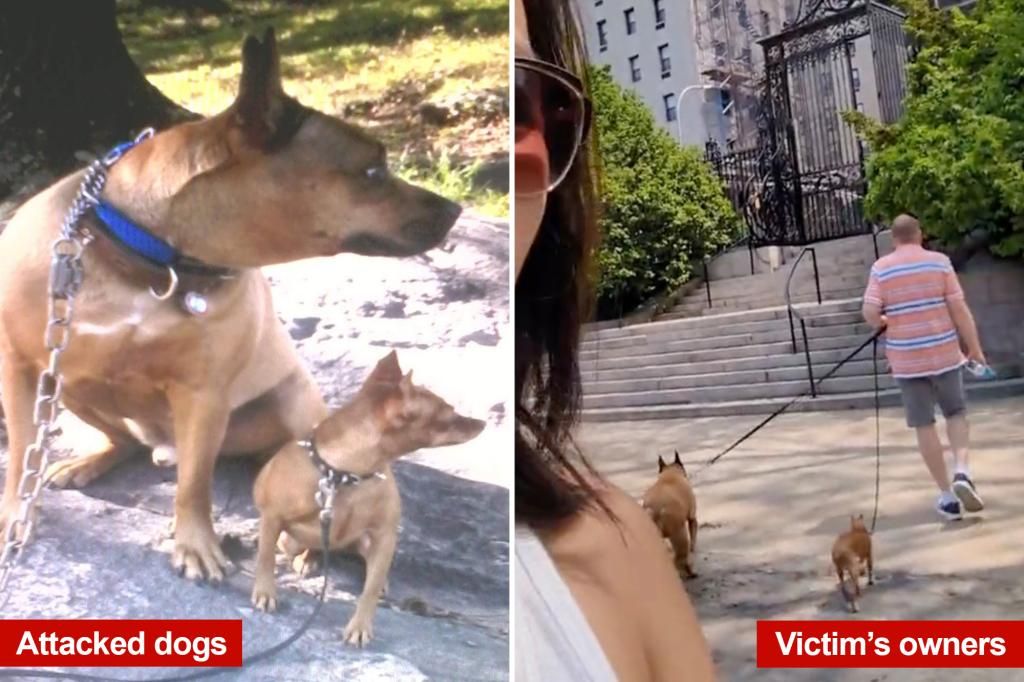 Fatal Central Park dog stabbing sparked by unleashed pit bulls: sources