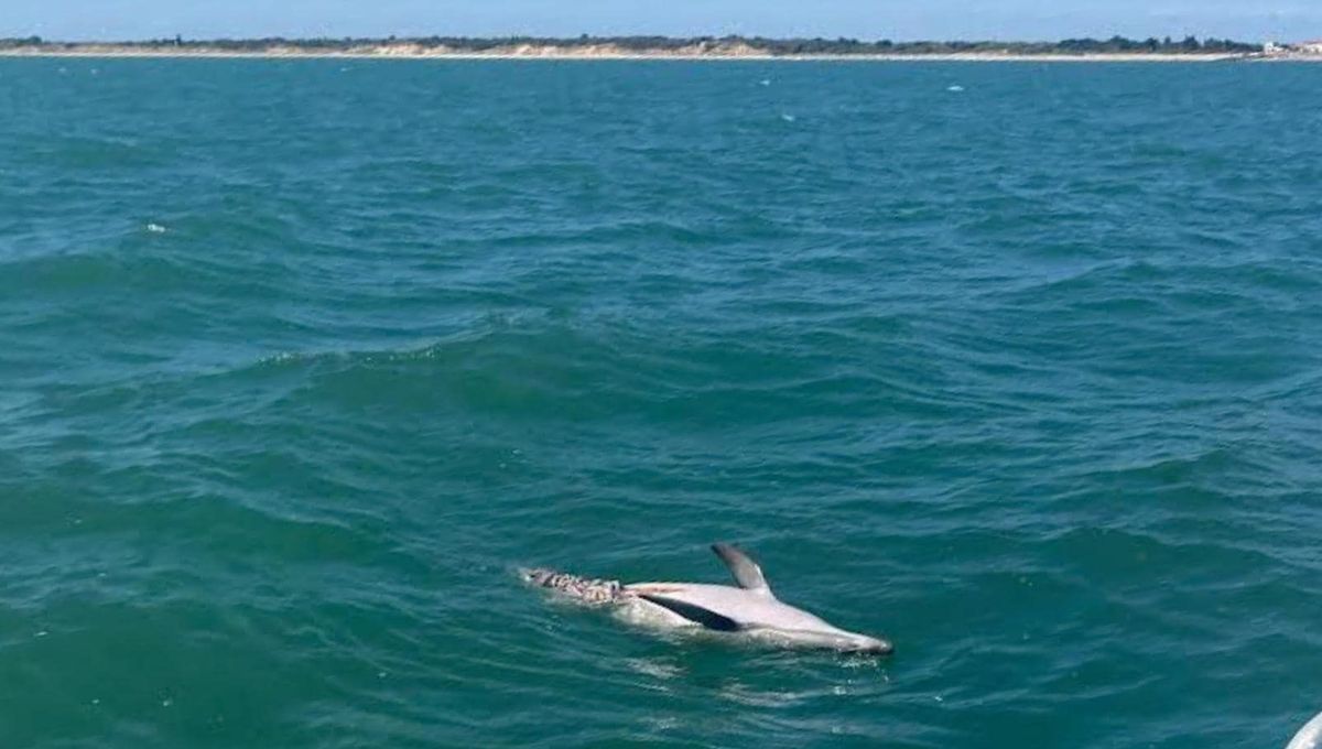 Un dauphin éventré découvert au large de l'île d'Oléron, Sea Shepherd France porte plainte