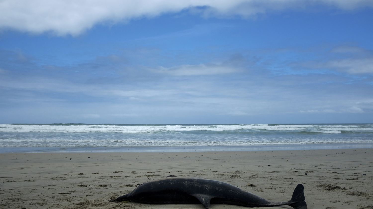 Charente-Maritime : un dauphin éventré découvert au large de l'île d'Oléron, une plainte contre X va être déposée par Sea Shepherd France