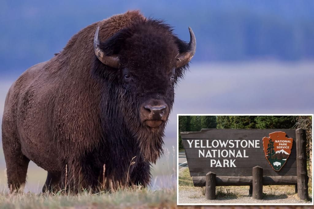 Bison gores Arizona woman in chest at Yellowstone National Park