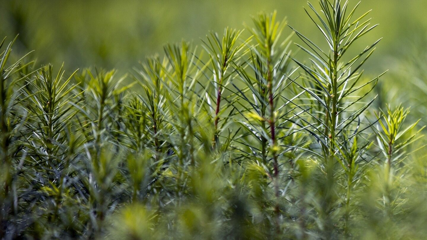 House Republicans propose planting a trillion trees as they move away from climate change denial