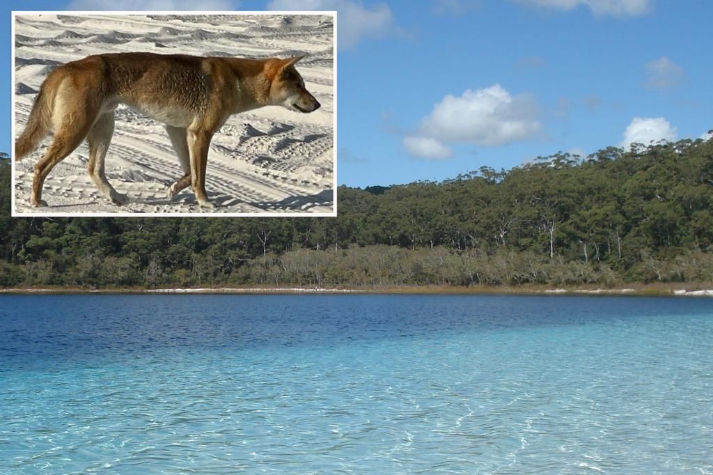 Woman attacked by pack of dingoes on Australian island K’gari, 'lucky to be alive'