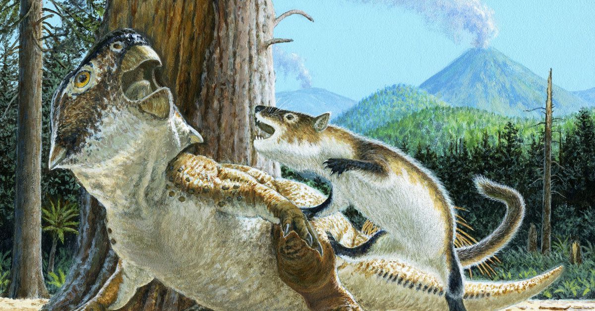 Dramatic fossil shows pugnacious mammal attacking a dinosaur