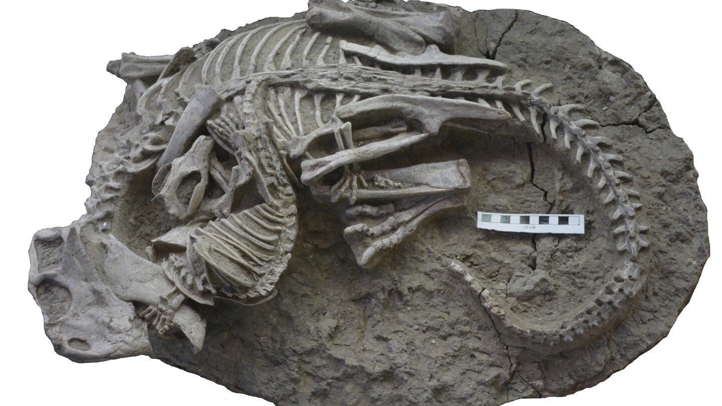 Mammals may have hunted down dinosaurs for dinner, rare fossil suggests