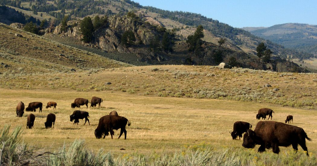 2 Women Attacked by Bison While Visiting National Parks