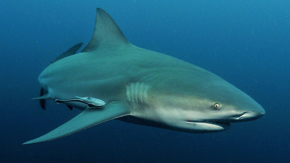 VIDÉO. Attaque de requin : ces gestes qui peuvent sauver votre peau