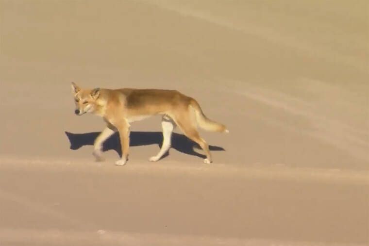 Dingoes attack woman jogging on Australian island beach