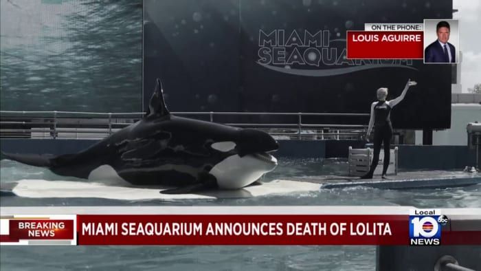 Miami Seaquarium: Captive orca Lolita dies after 2 days of ‘serious signs’