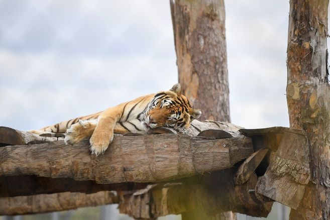 Le zoo refuge La Tanière, près de Chartres, met en vente près de 200 lots aux enchères pour acheter du matériel médical