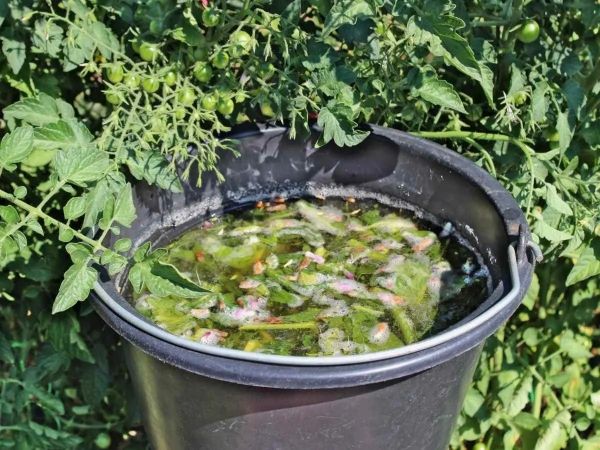 Comment faire un engrais naturel pour tomates ? Quel est le meilleur fertilisant maison ?