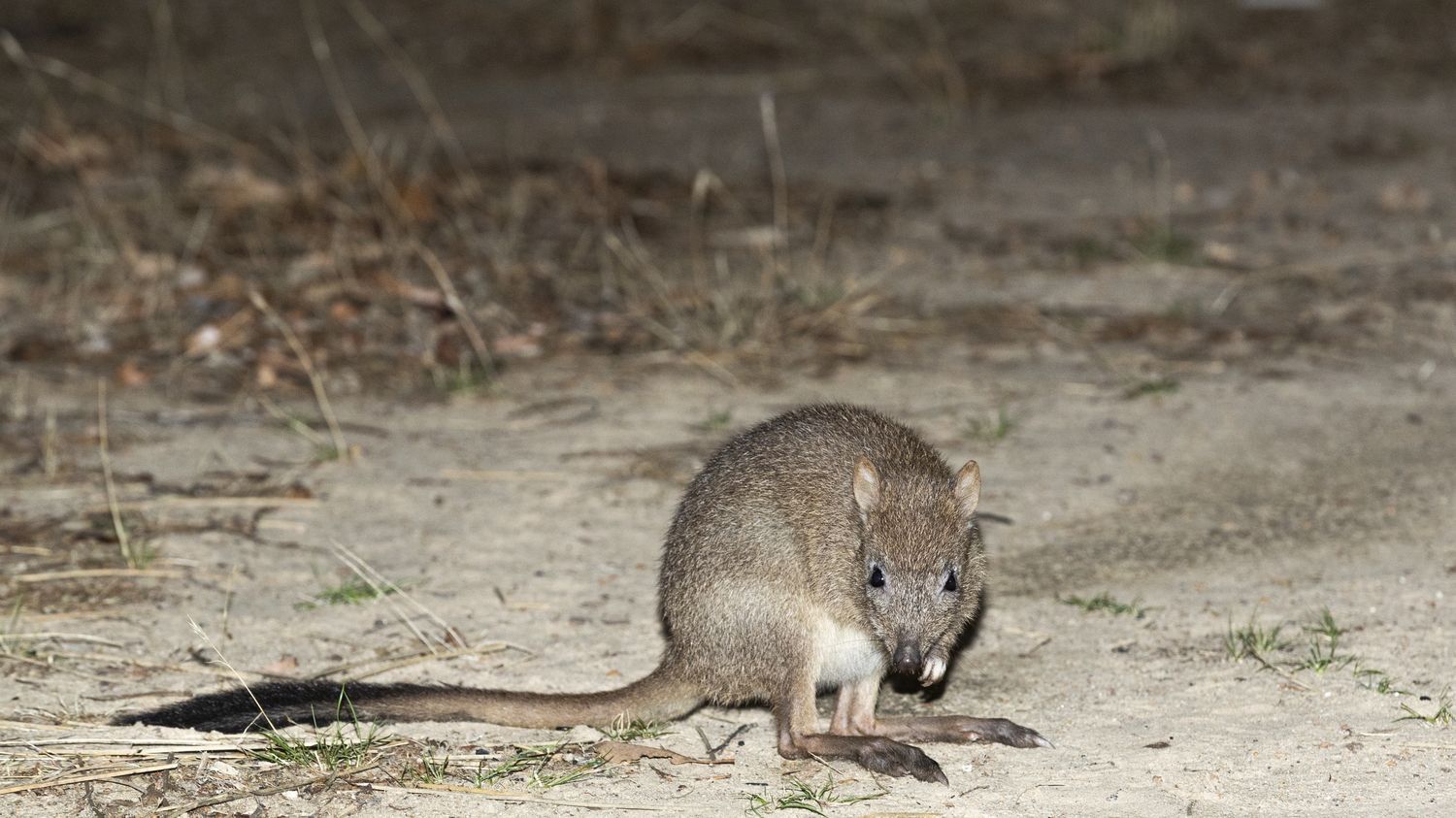 Des mini-kangourous font leur retour en Australie