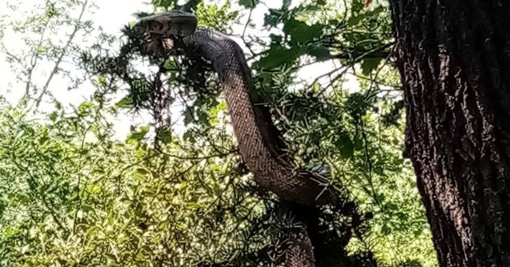 À Gréasque, le boa était en fait une couleuvre à échelons