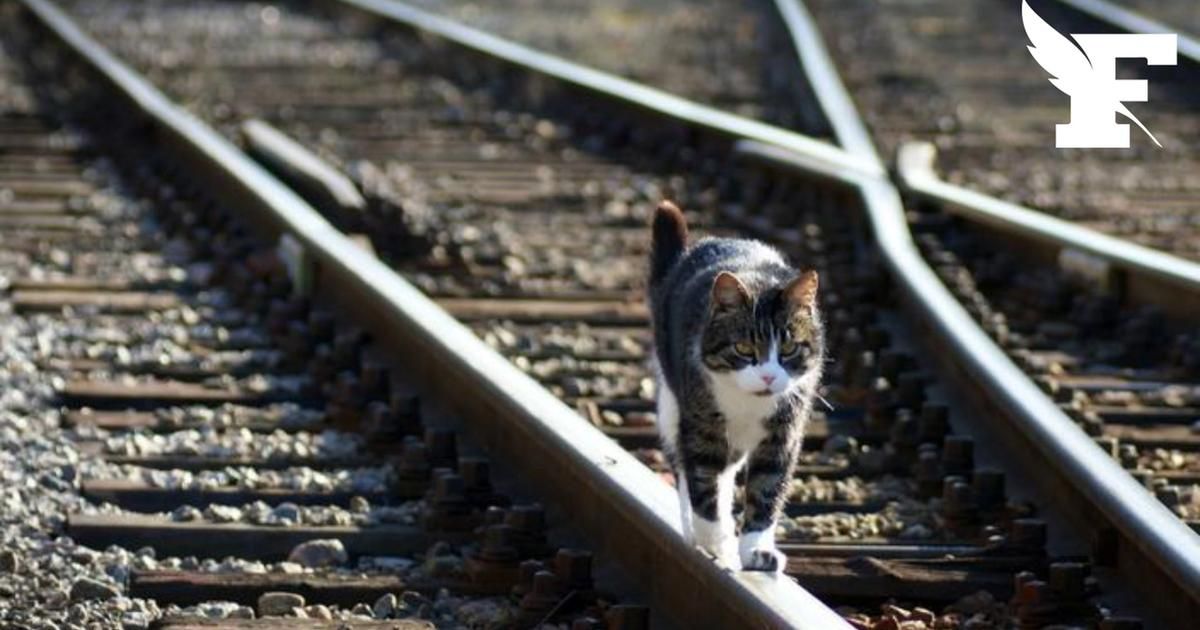 Chat écrasé à la gare Montparnasse : le procès de la SNCF s'ouvre au tribunal de Paris