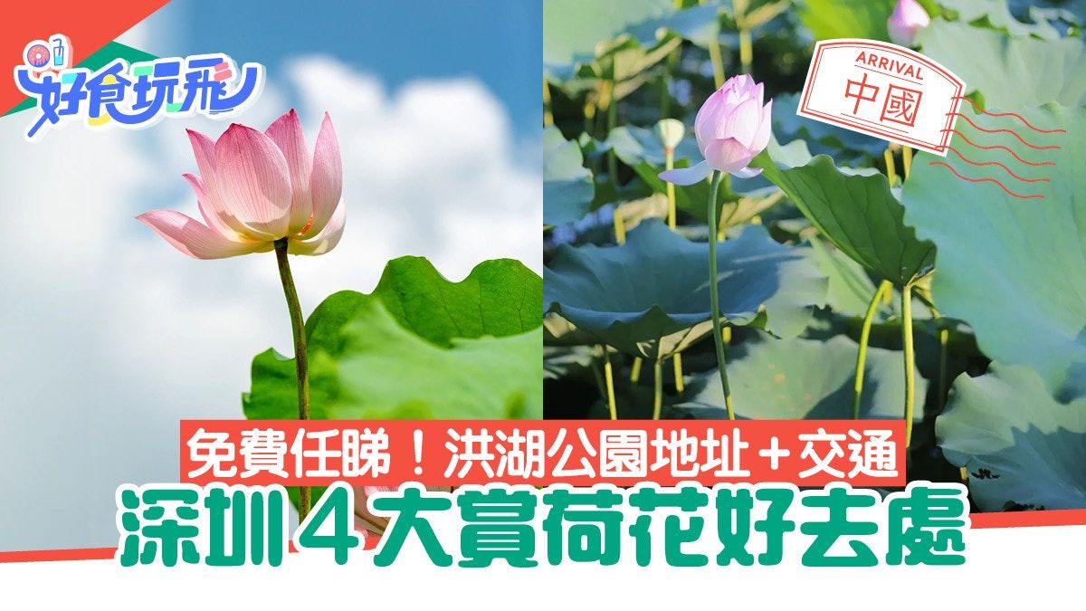 深圳荷花盛開中 洪湖公園等4大免費賞荷花好去處｜地鐵巴士可達