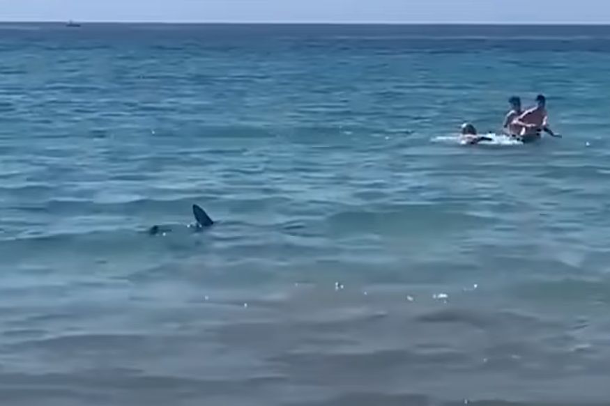 Un requin s'approche dangereusement des baigneurs, grosse frayeur sur la plage