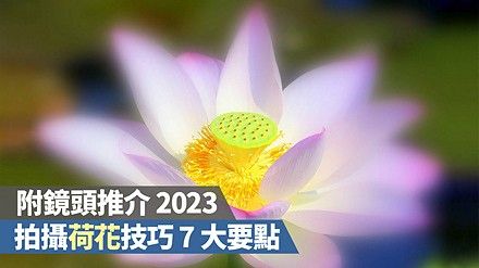 拍攝荷花技巧 7 大要點，附鏡頭推介 2023