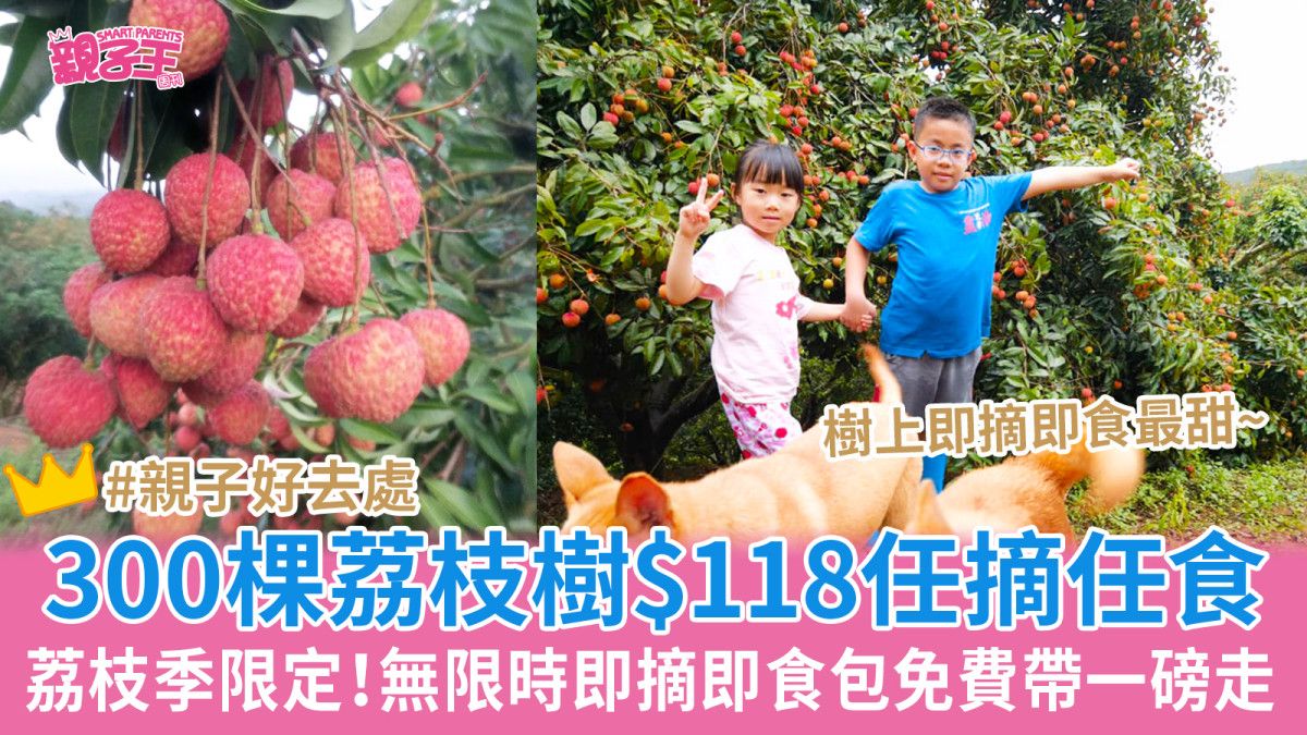 親子好去處︳荔枝季限定！300棵荔枝樹任摘任食 限時優惠$118無限時即摘即食