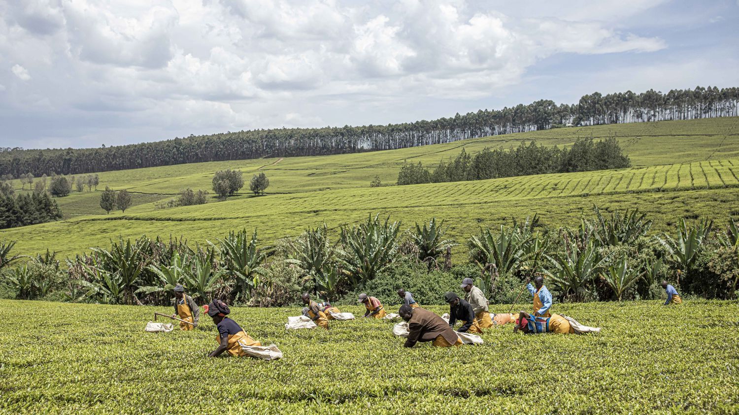 Accord commercial entre le Kenya et l'Union européenne : Bruxelles souhaite se rapprocher de l'Afrique