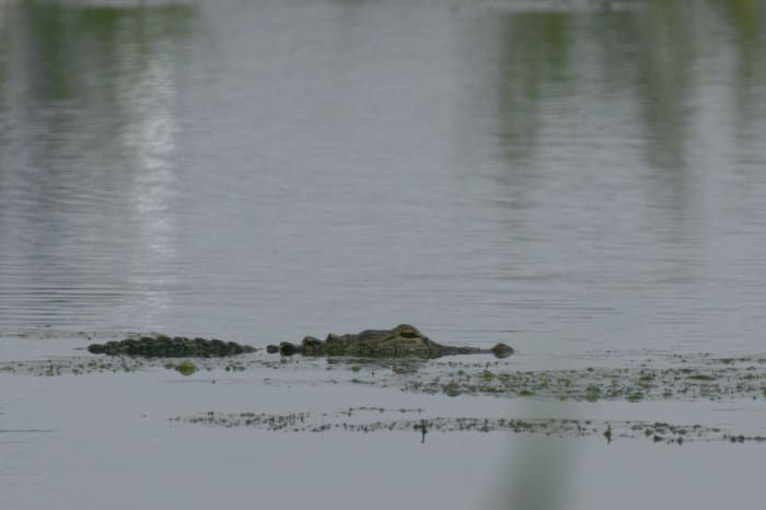 Florida alligator bit snorkeler in public swimming area that’s now closed