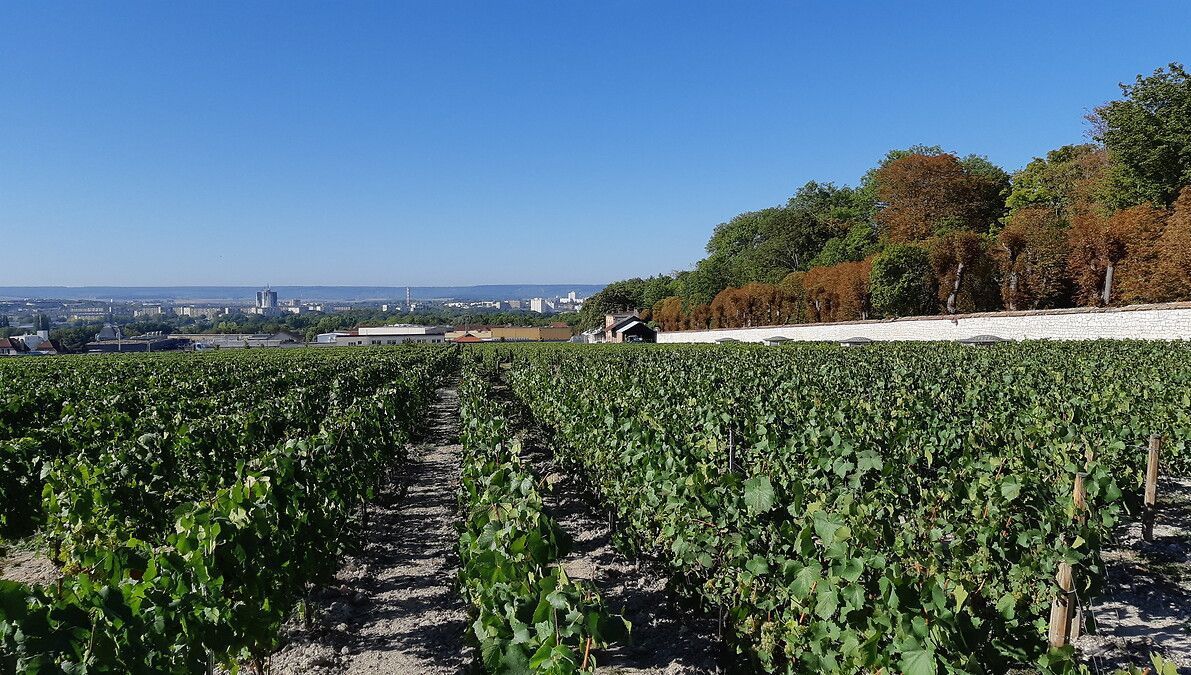 Vendanges 2023 en Champagne : le rendement commercialisable fixé à 11.400 kilos par hectare