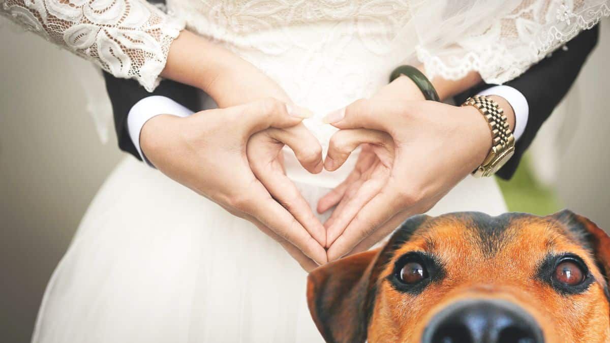 Ils célèbrent leur mariage chez le vétérinaire pour une raison qui va vous bouleverser !