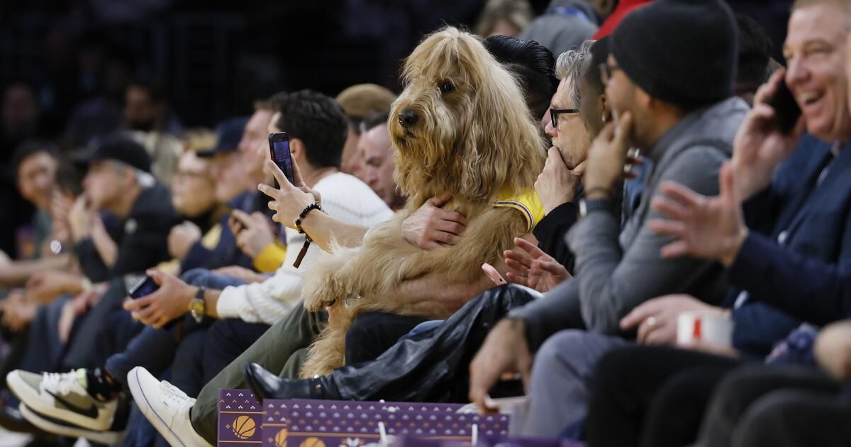 Why was there a big dog sitting courtside at the Lakers game?