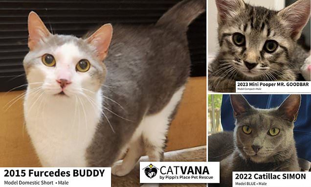 Website is Carvana for rescue cats in need of a home with even felines given car-inspired names