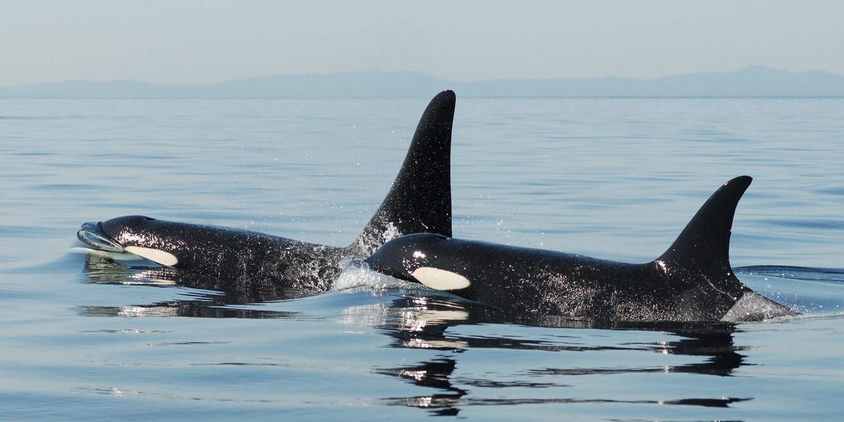 Traumatized Female Orca May Be Behind Rise in Attacks, Scientists Say