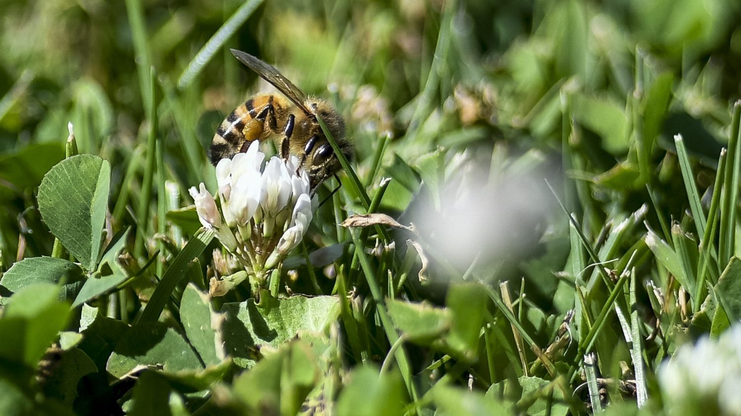 Trois questions sur les pesticides dits "propres", potentiellement nocifs pour les pollinisateurs