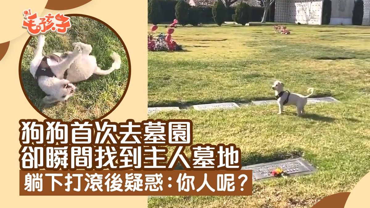 狗狗第一次去墓園卻瞬間找到主人墓地 躺下打滾後疑惑：你人呢？