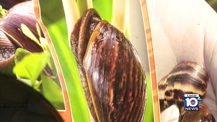 Parts of Broward County under quarantine after return of invasive African land snail