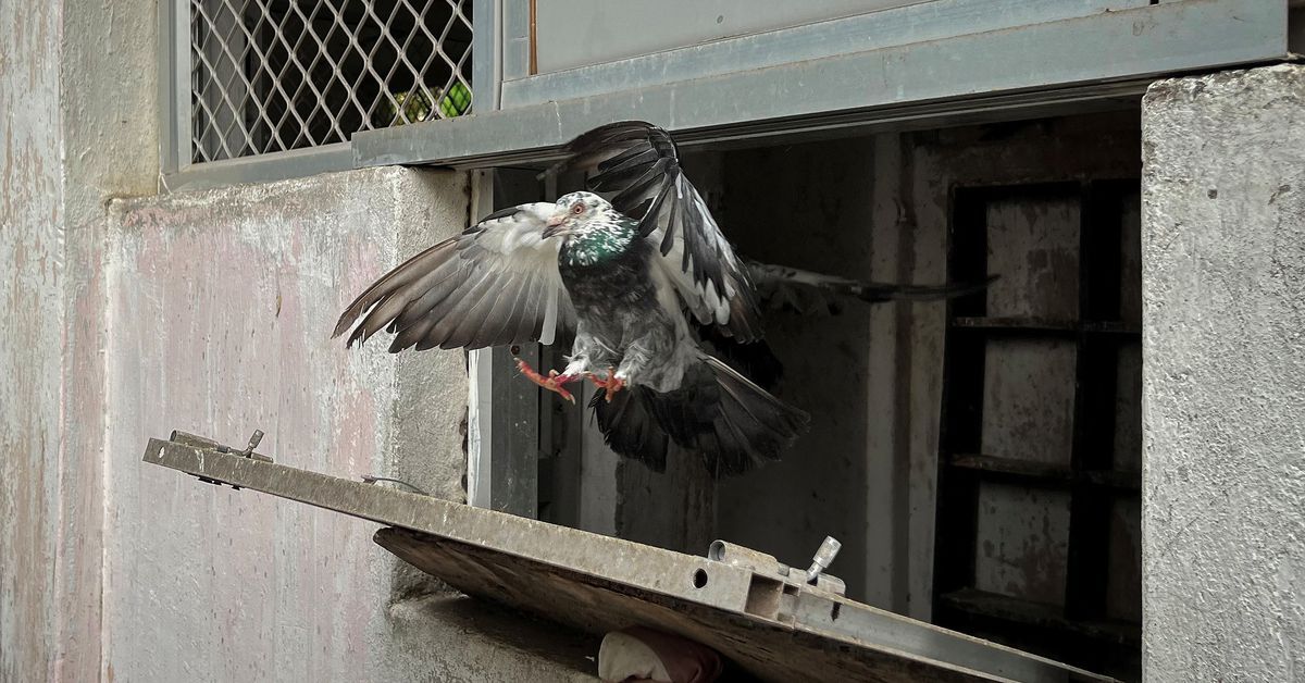 Indian police retain carrier pigeons as backstop against disasters