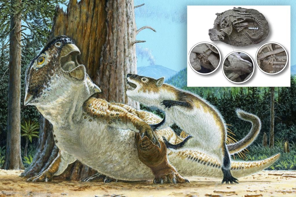 Mammals may have hunted down dinosaurs for dinner, rare fossil suggests