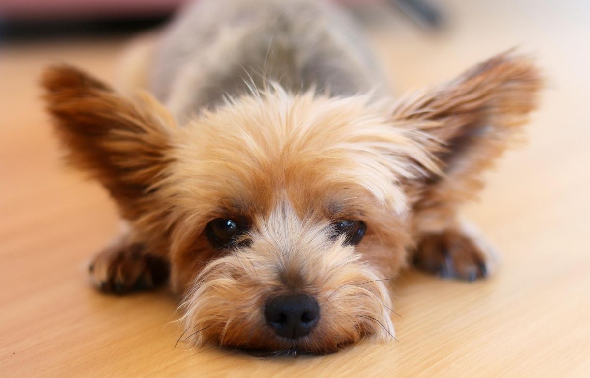 Seine-et-Marne : Alcoolisé, il appelle la police après avoir jeté son chien par la fenêtre