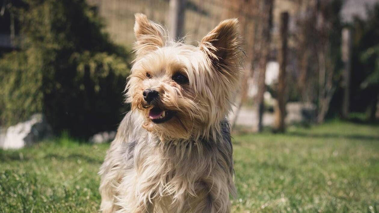 Un chien lancé par la fenêtre meurt en Seine-et-Marne, son propriétaire en garde à vue