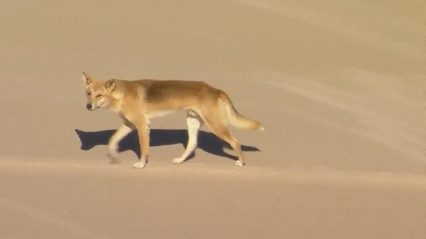 Dingo pack leader killed after attacking a jogger on a popular Australian tourist island