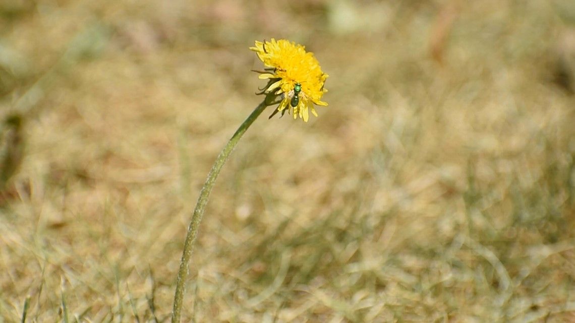 How to prepare your lawn and plants for the extreme heat next week