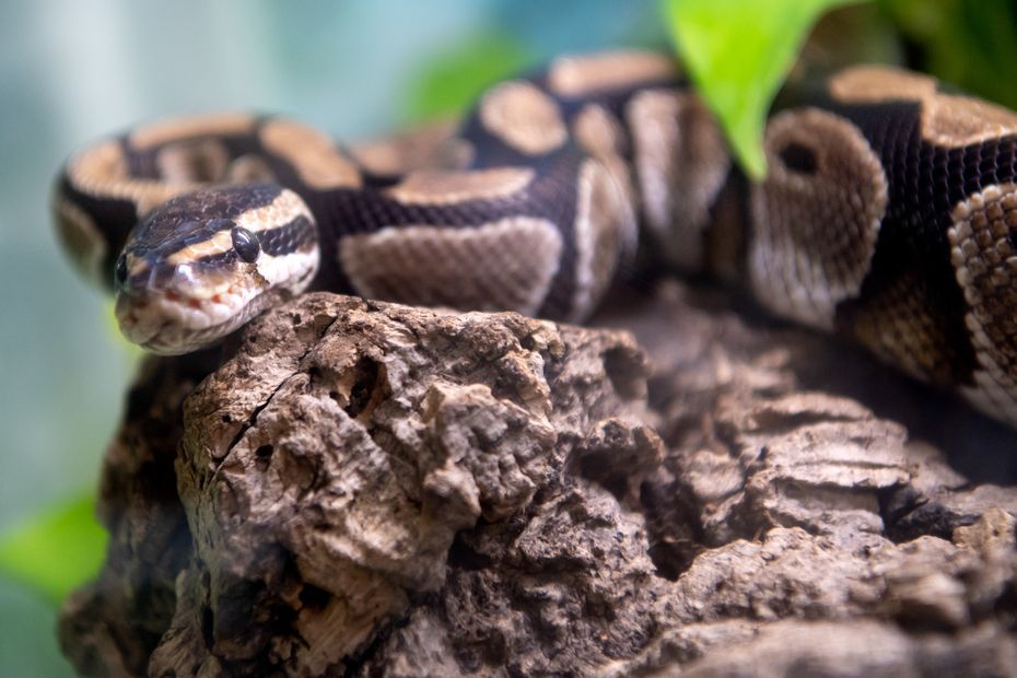 14 pythons royaux découverts dans un lac de baignade en Allemagne, "le propriétaire s'en est probablement débarrassé"