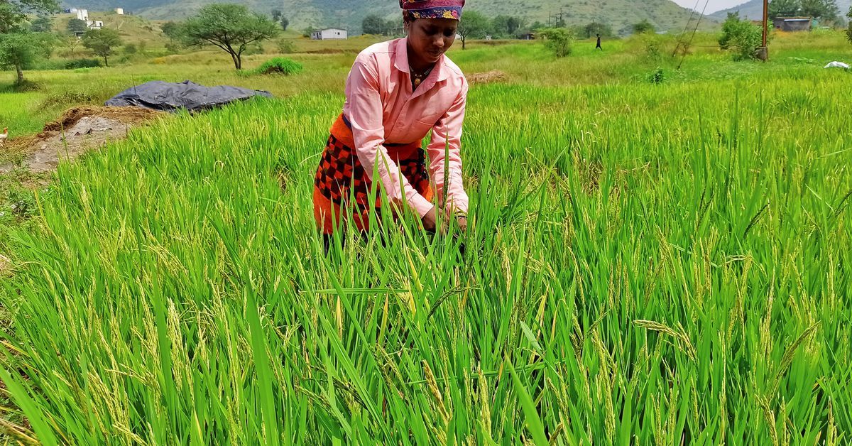 Top rice exporter India bans most shipments as late monsoon hits crop