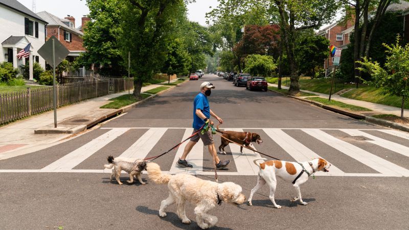 Mystery canine disease: A respiratory illness is spreading among dogs and baffling veterinarians. Here’s what owners can do