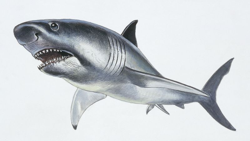 Megalodons were skinnier than we previously thought, new study suggests