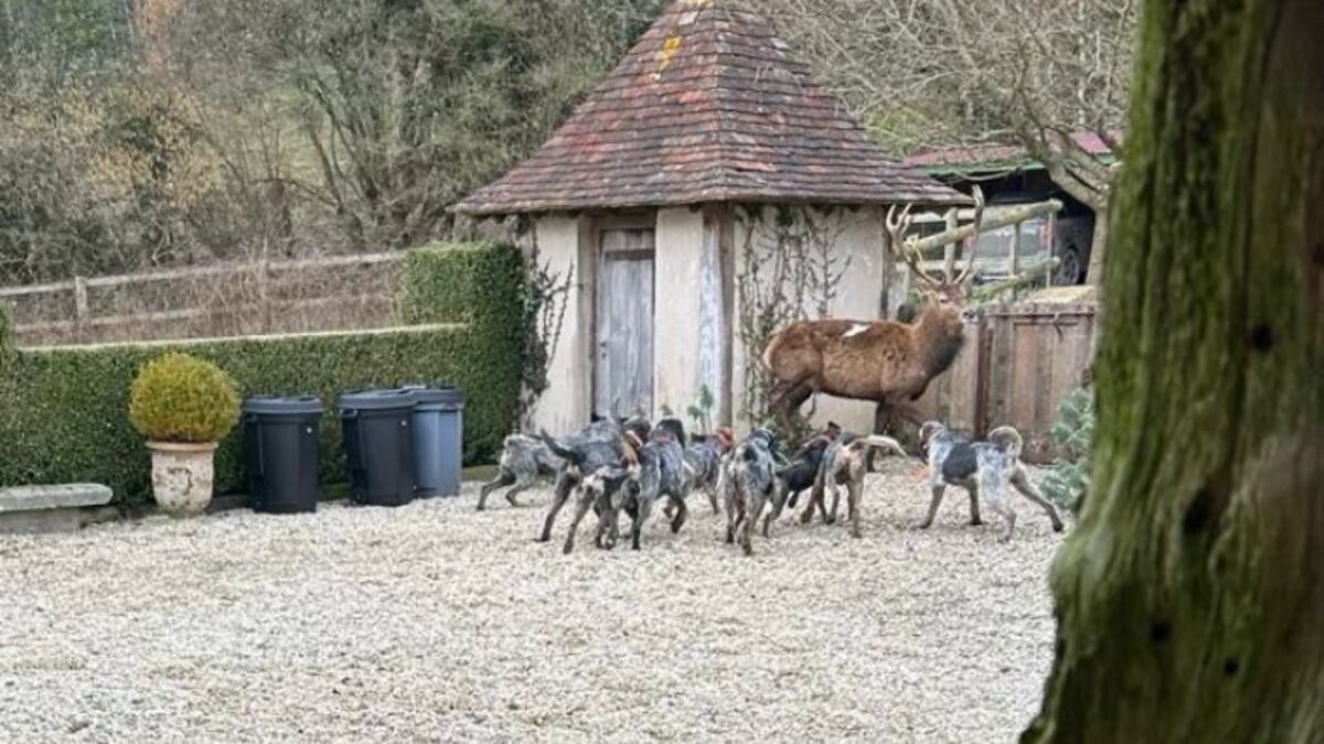 " Ils ont massacré l’animal " : Luc Besson dénonce l’intrusion de chasseurs sur son domaine pour tuer un cerf