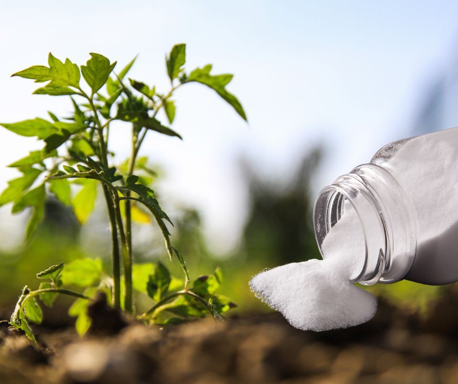 Mettre du bicarbonate de soude au pied des tomates - une solution miracle