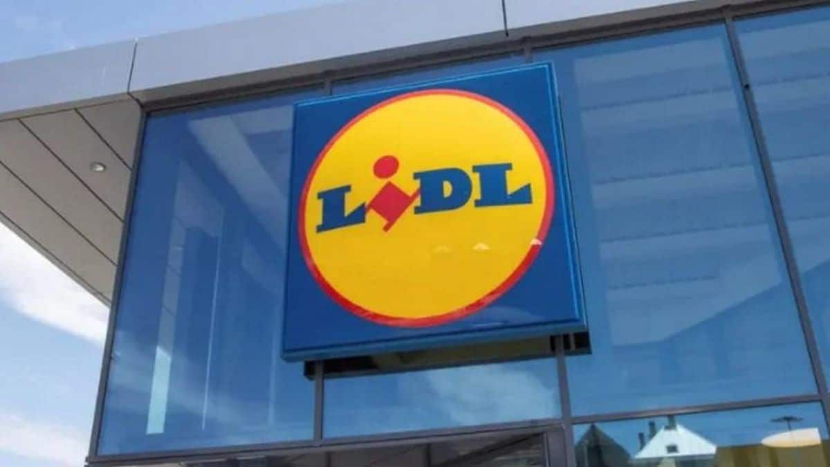 Lidl lance la plante à avoir absolument chez soi pour chasser tous les moustiques !