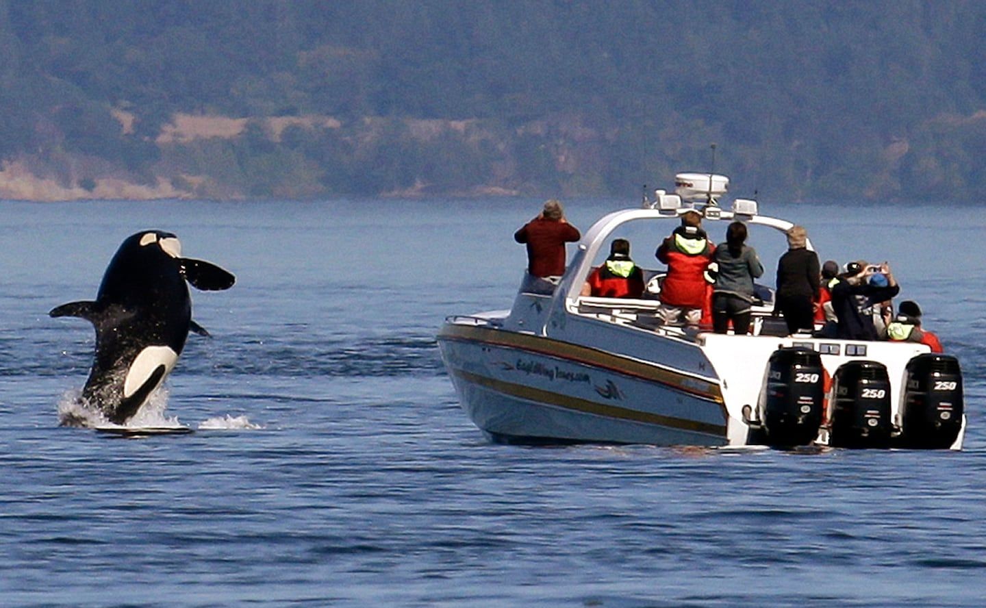 Orcas attacking boats off European coast, scientists say