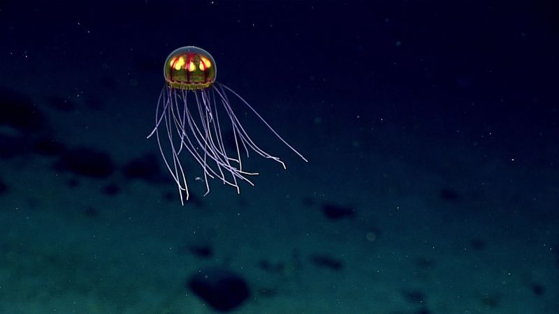 What lies at the bottom of the ocean