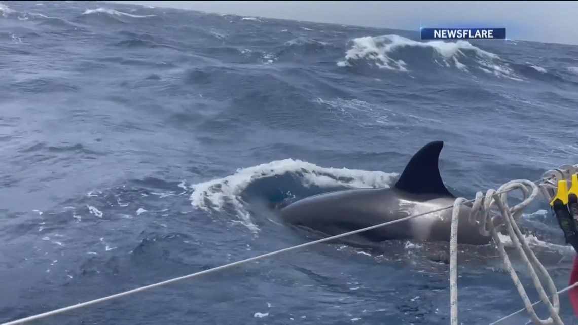 Orca whales captured on camera randomly attacking boats