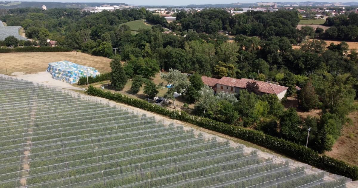 "Seul un commando a pu réaliser ça" : dans le Tarn, le mystère des pommiers saccagés de Lavaur