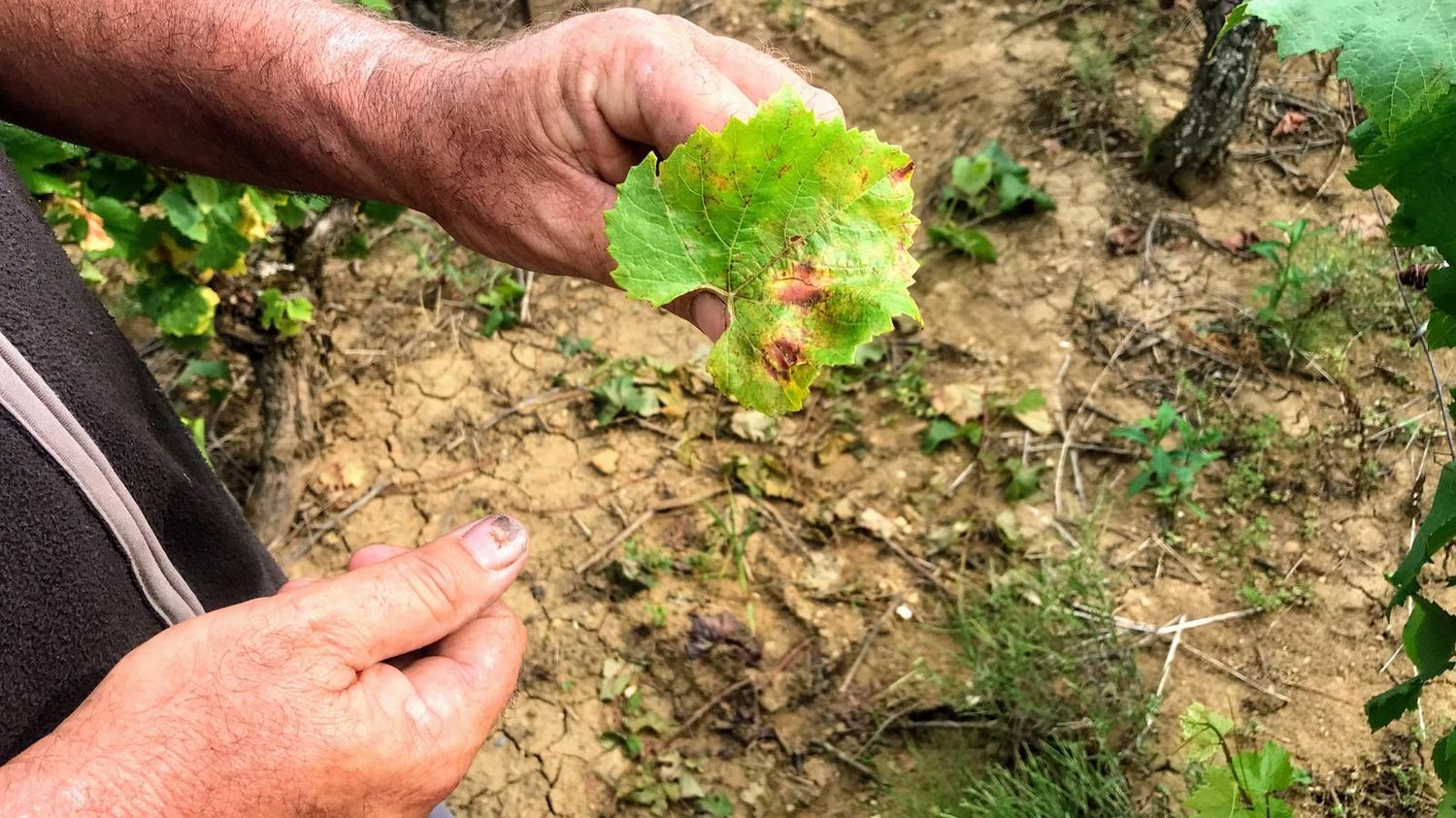 Agriculture : que sait-on du mildiou qui fait des ravages dans le vignoble bordelais ?