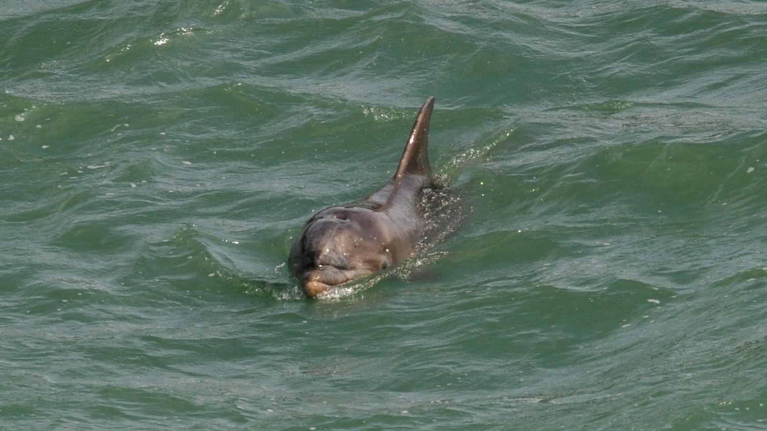 Côtes-d'Armor : sauvetage de 14 dauphins bloqués à marée basse près du Cap Fréhel